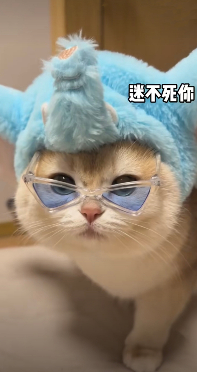 好拽的猫咪,猫猫魅力发射,你被迷倒了吗