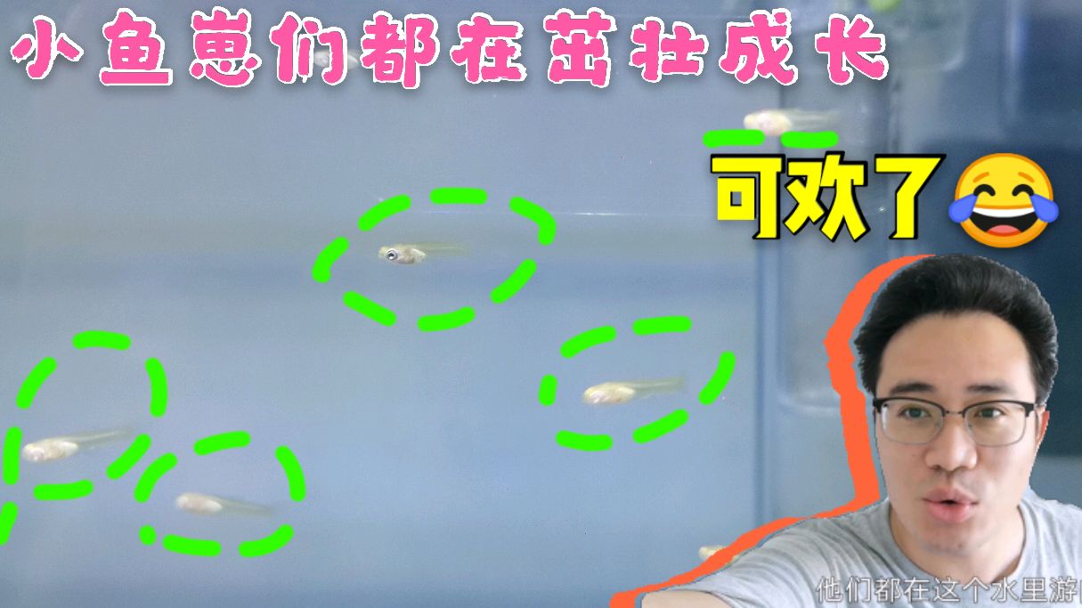 刚生下来的小鱼崽超可爱,在水里游来游去茁壮成长!你觉得好玩?