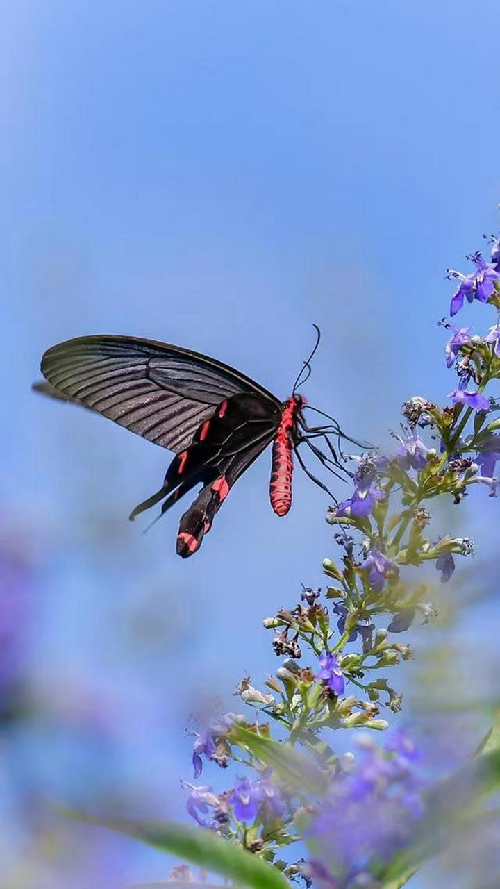开组美美的照片,让心情美哒哒,晚安