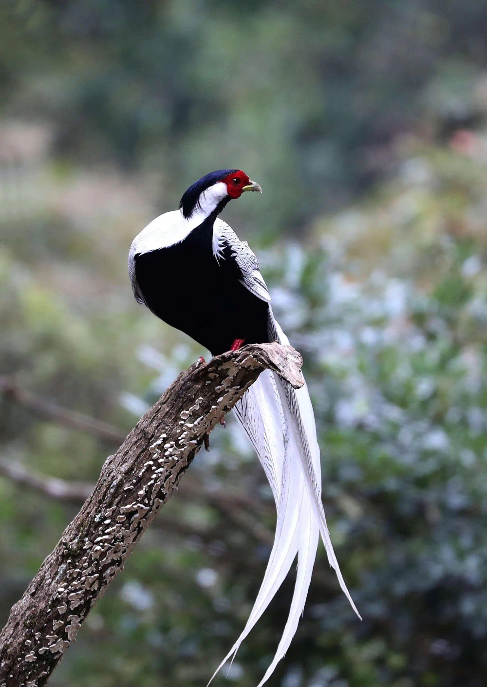 美丽的白娴鸟,惊若翩鸿,宛若仙鸟