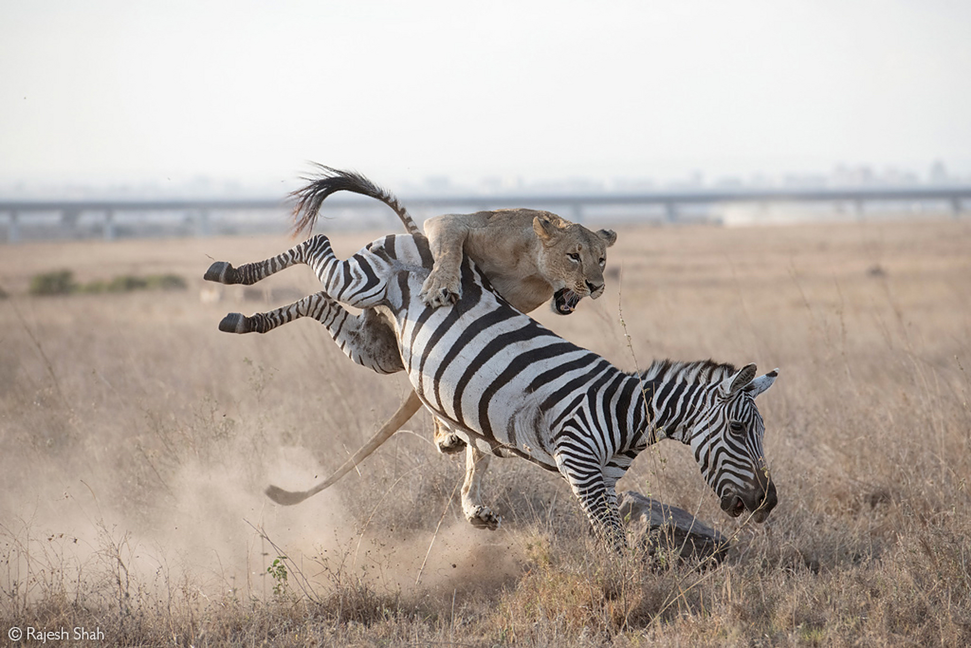 斑马惊慌失措,它奋力地想要摆脱狮子的追捕,这次捕猎对于狮子而言仅仅