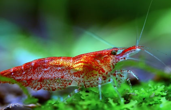 观赏虾好养吗?怎么养