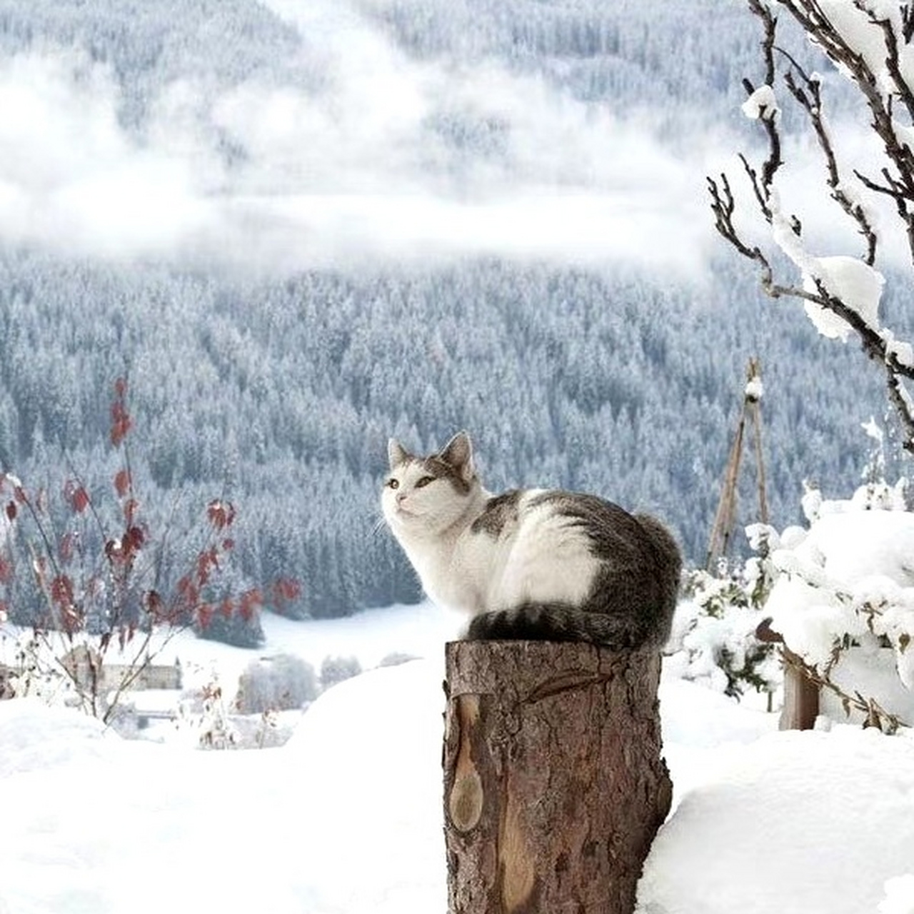 行走云端上的猫完整版,经典二战片行走云端上的猫 行走云端上的猫完整版,经典二战片行走云端上的猫