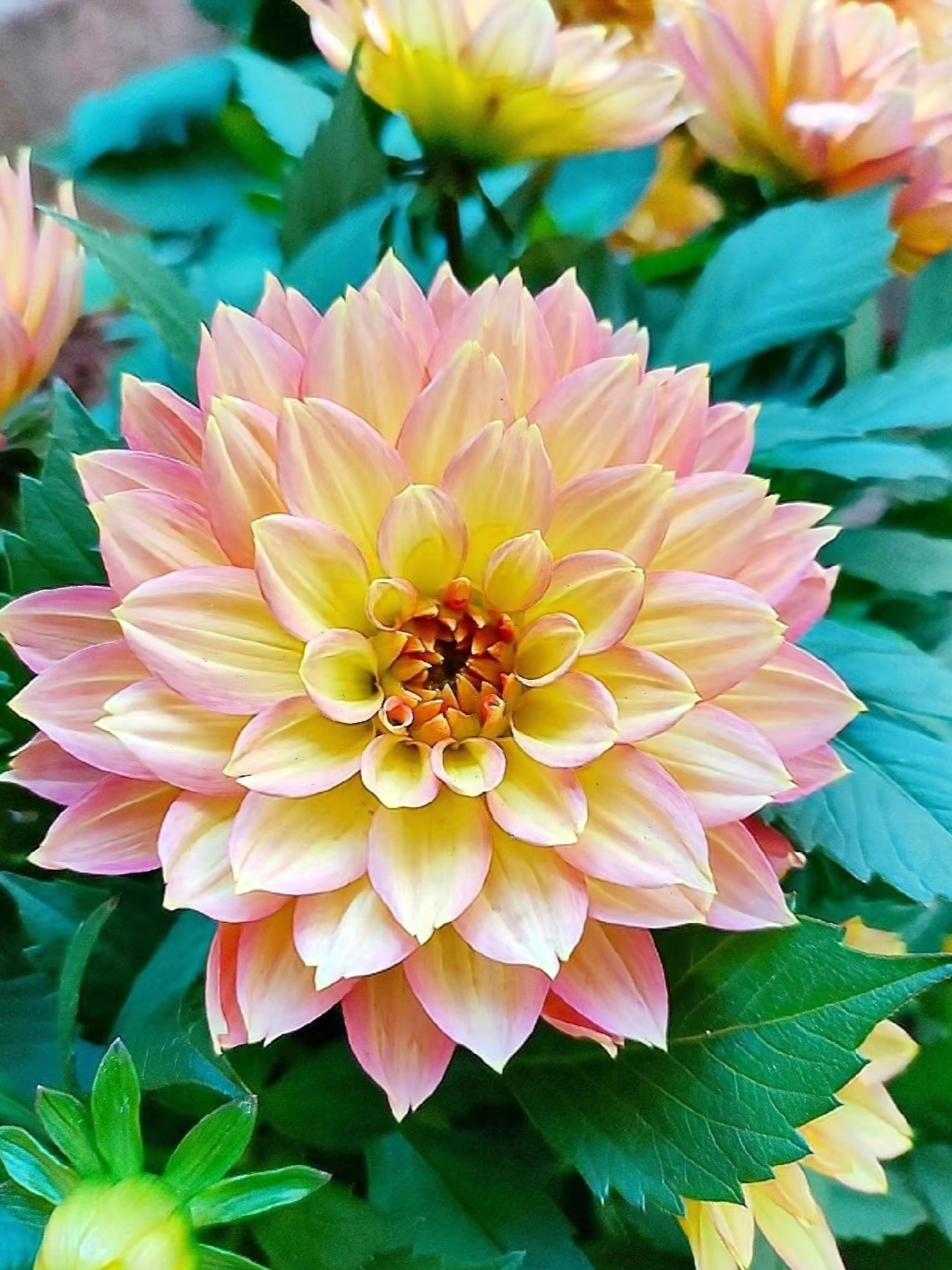 五颜六色的大丽花,五彩斑斓,花朵大而优美,百看不厌