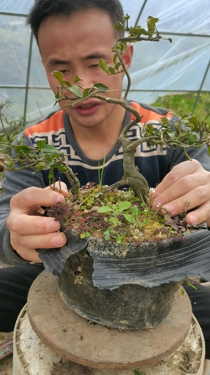 金弹子原生双杆母桩