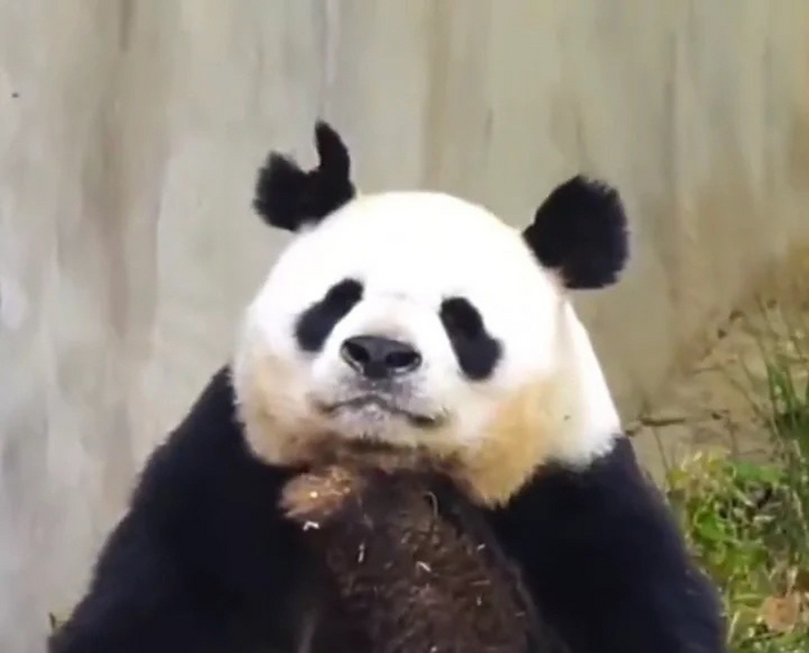 阿宝的扳手耳朵变爱心了# 被七仔把耳朵咬成扳手的大熊猫阿宝,耳兜哪