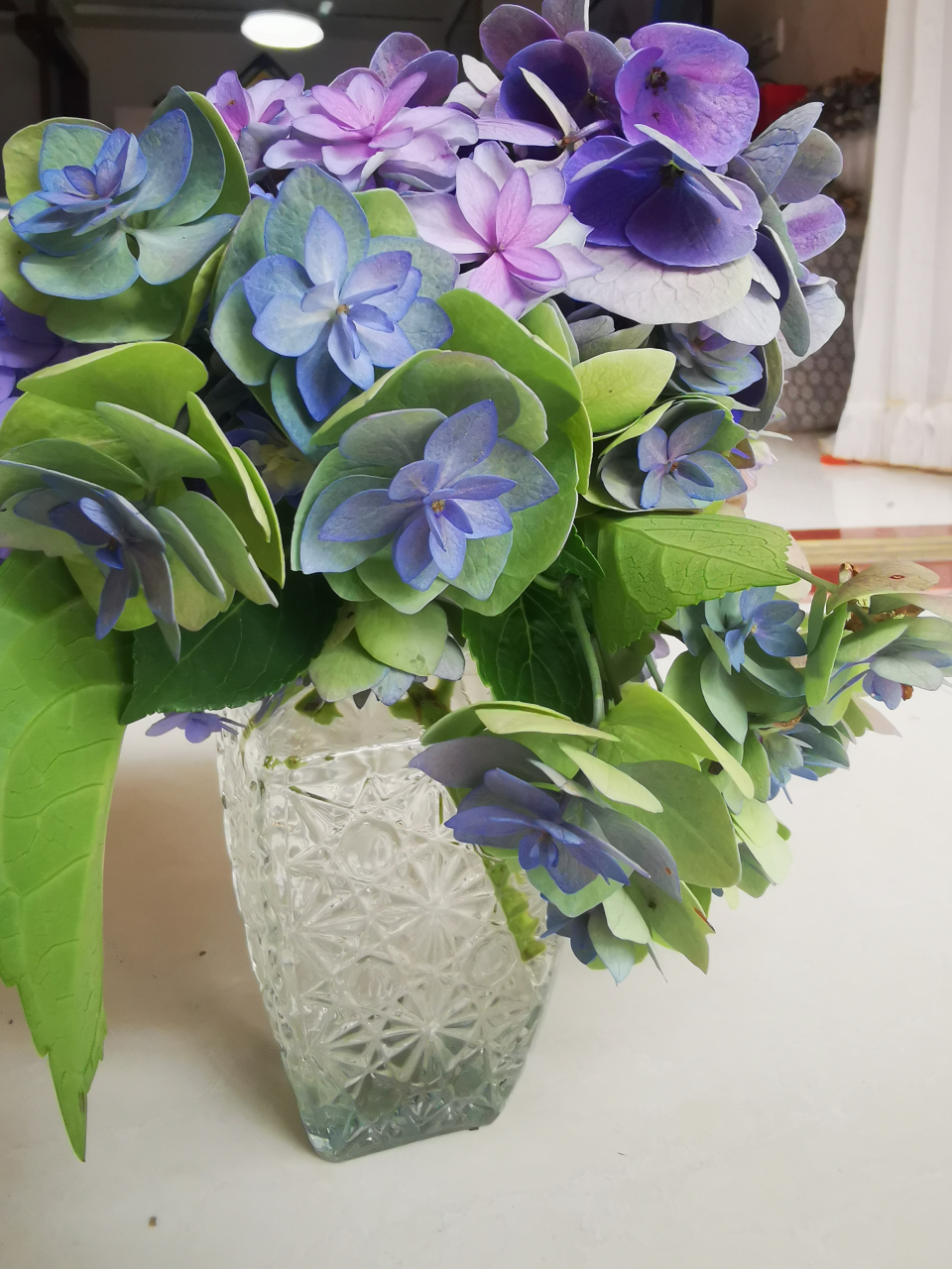 绣球花之筑紫之风,如同名字一样的艺术之花,花后期复古风花色,超艺术