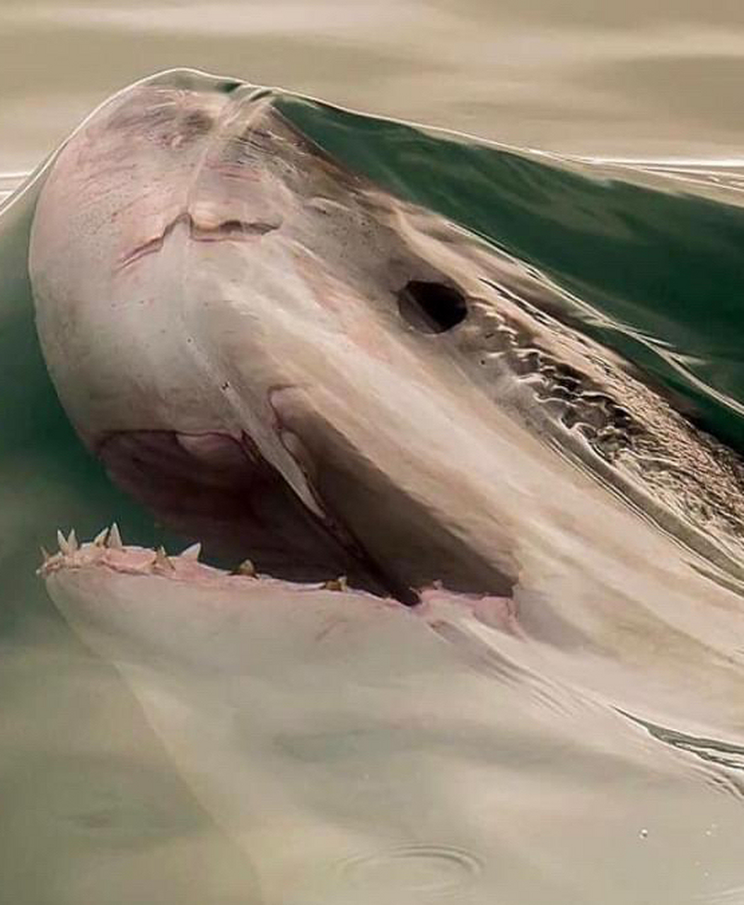 国外摄影师抓拍到一条鲨鱼即将浮出水面时的照片,看上去十分恐怖!