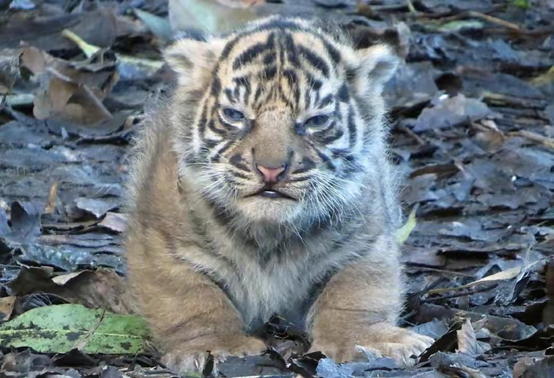 一只可爱的小老虎  腿短身胖还奶凶奶凶的  有网友直呼这小东西真丑