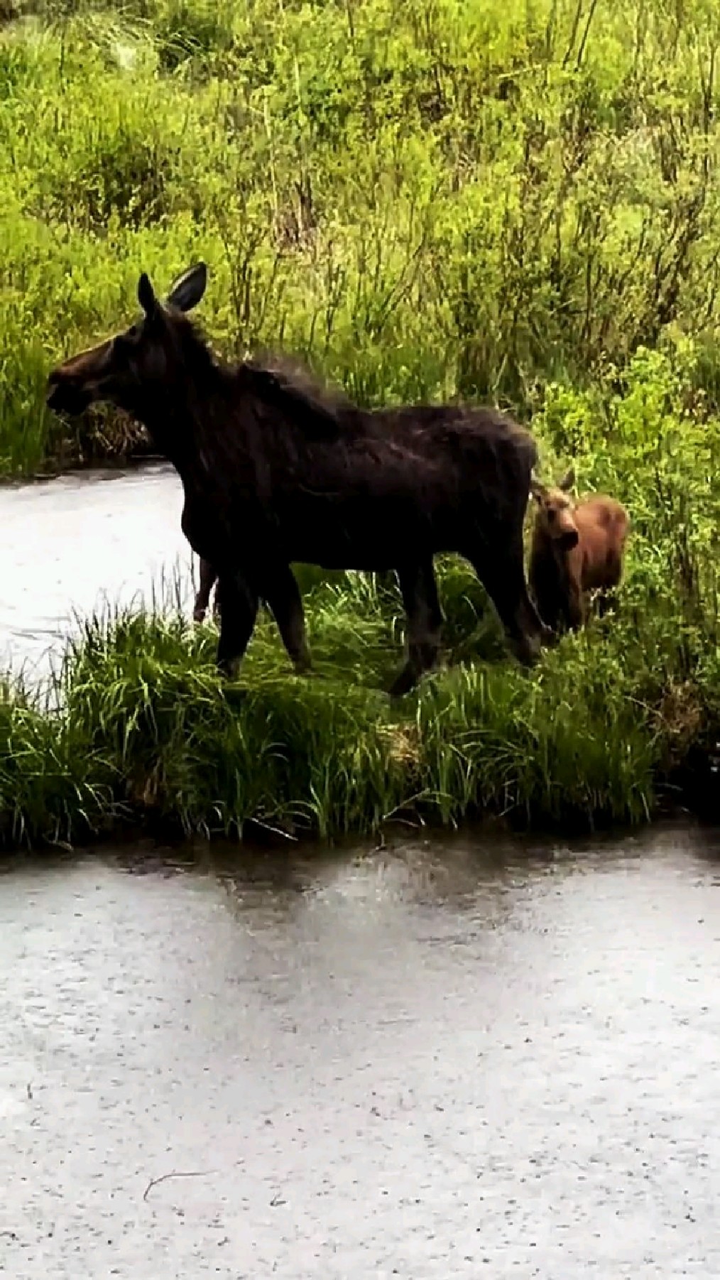驼鹿带着幼崽进入森林避雨
