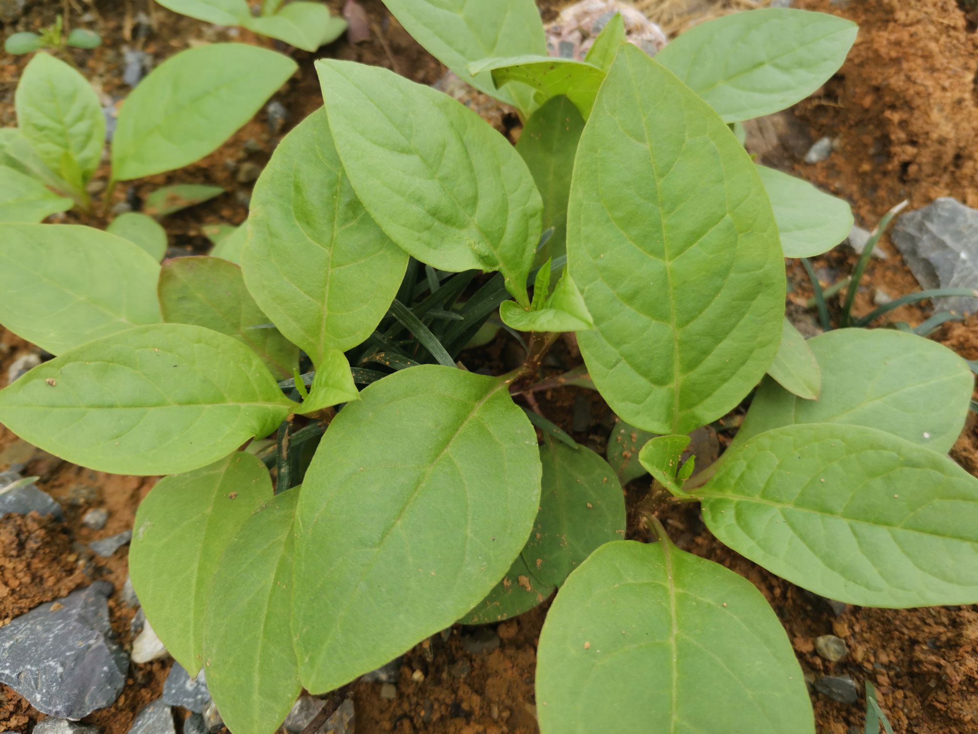 小道旁的野菜:野红参