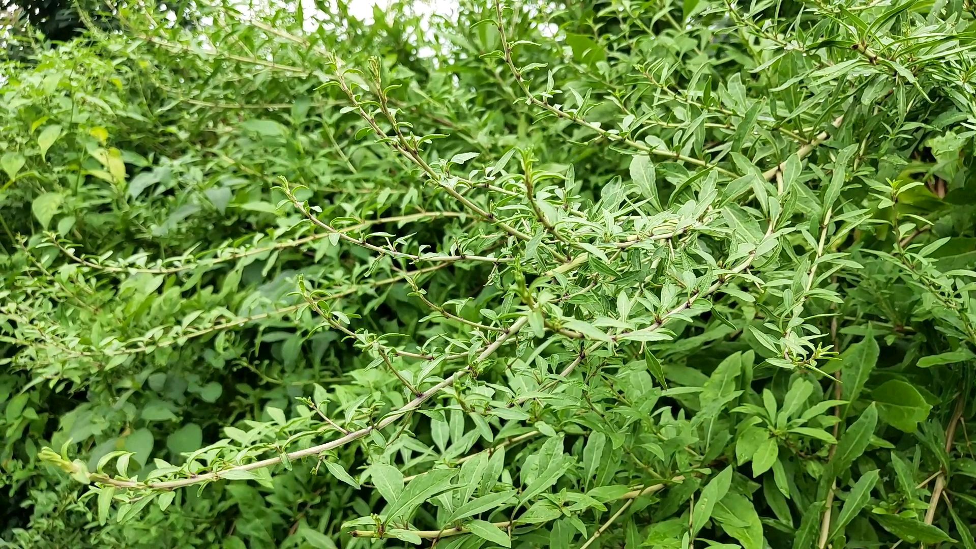 这个植物在农村吃嫩芽,到广东却只能吃叶子,突然觉得农村太好了
