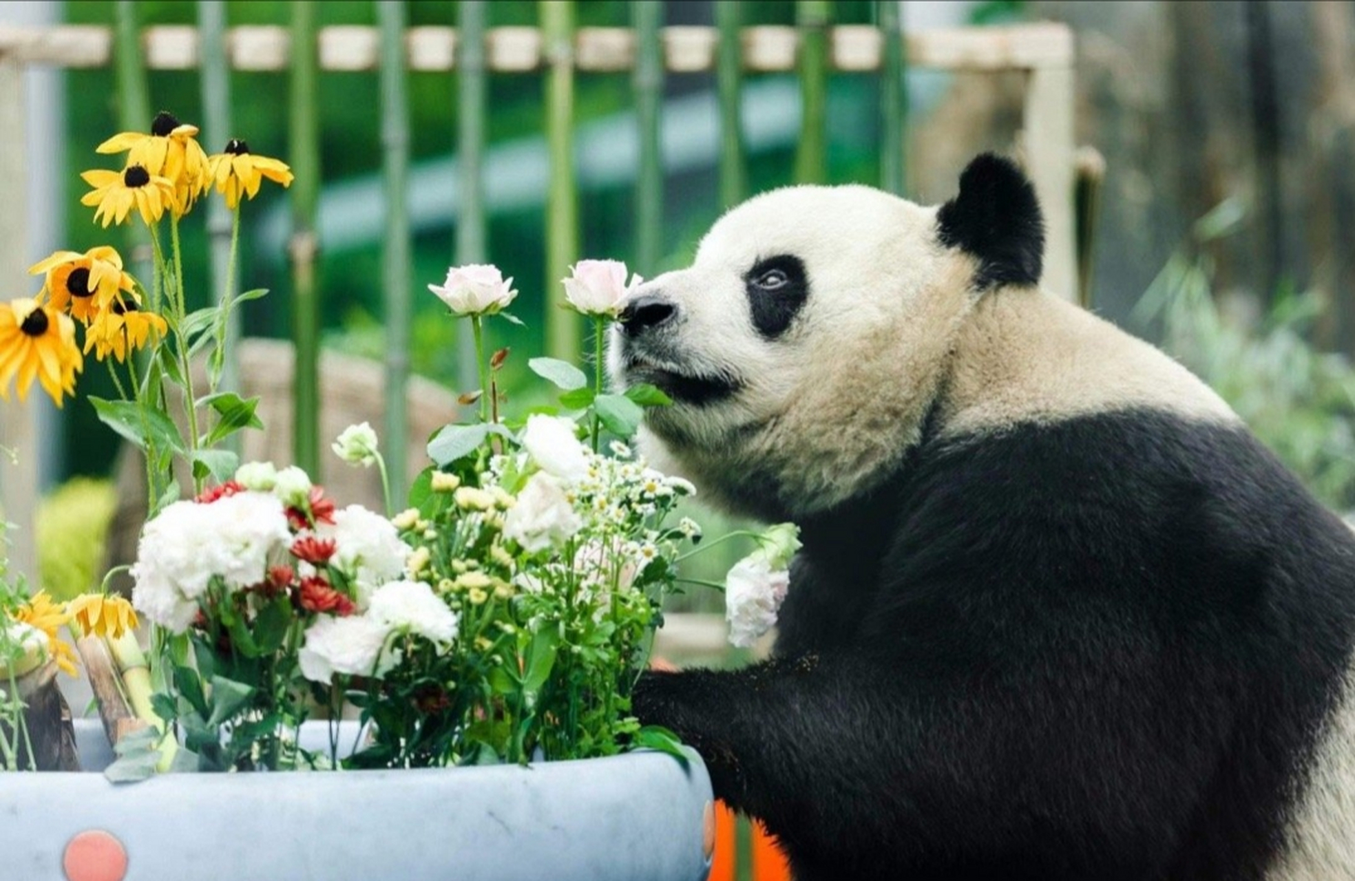 金虎国际熊猫图片