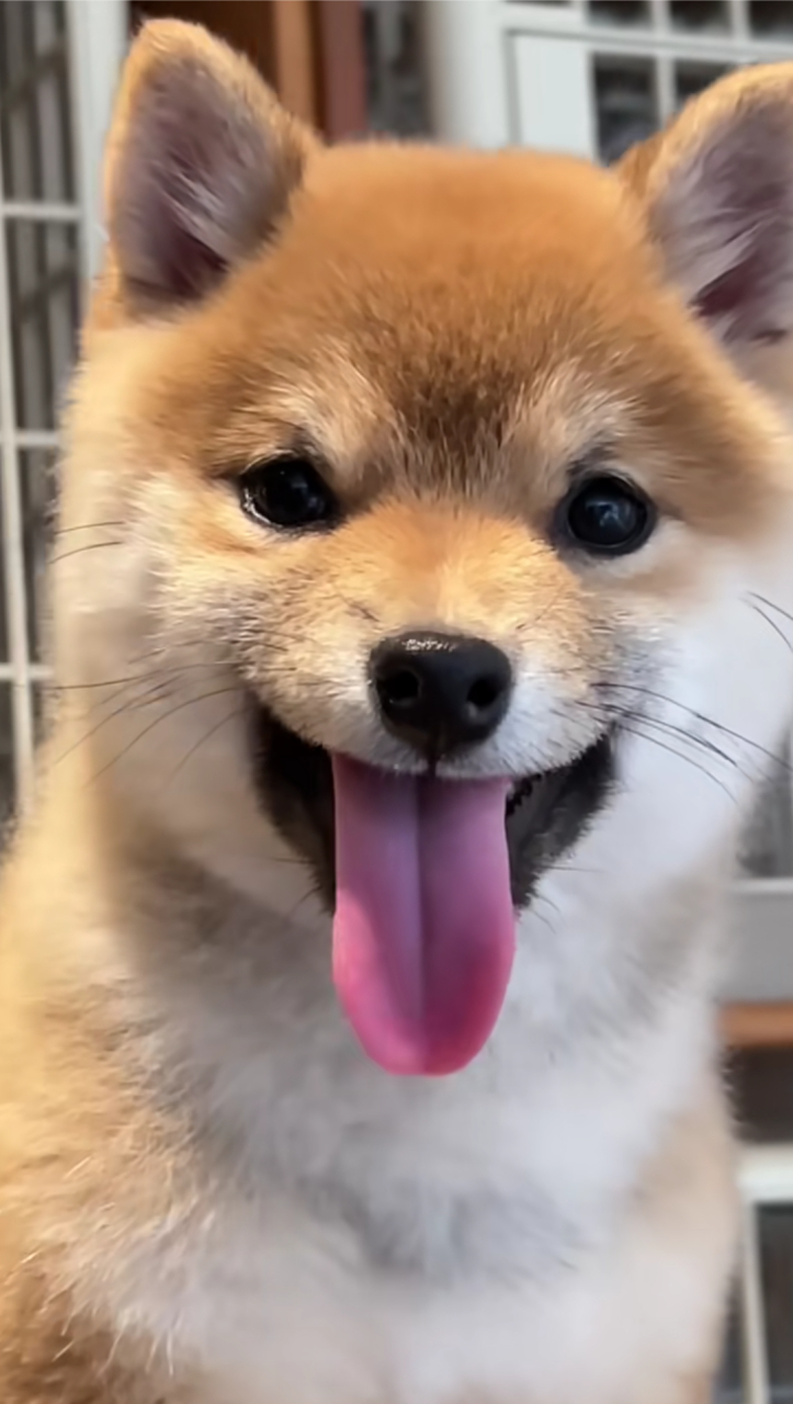小柴犬伸舌头,真的好可爱![心]#可爱# #狗狗