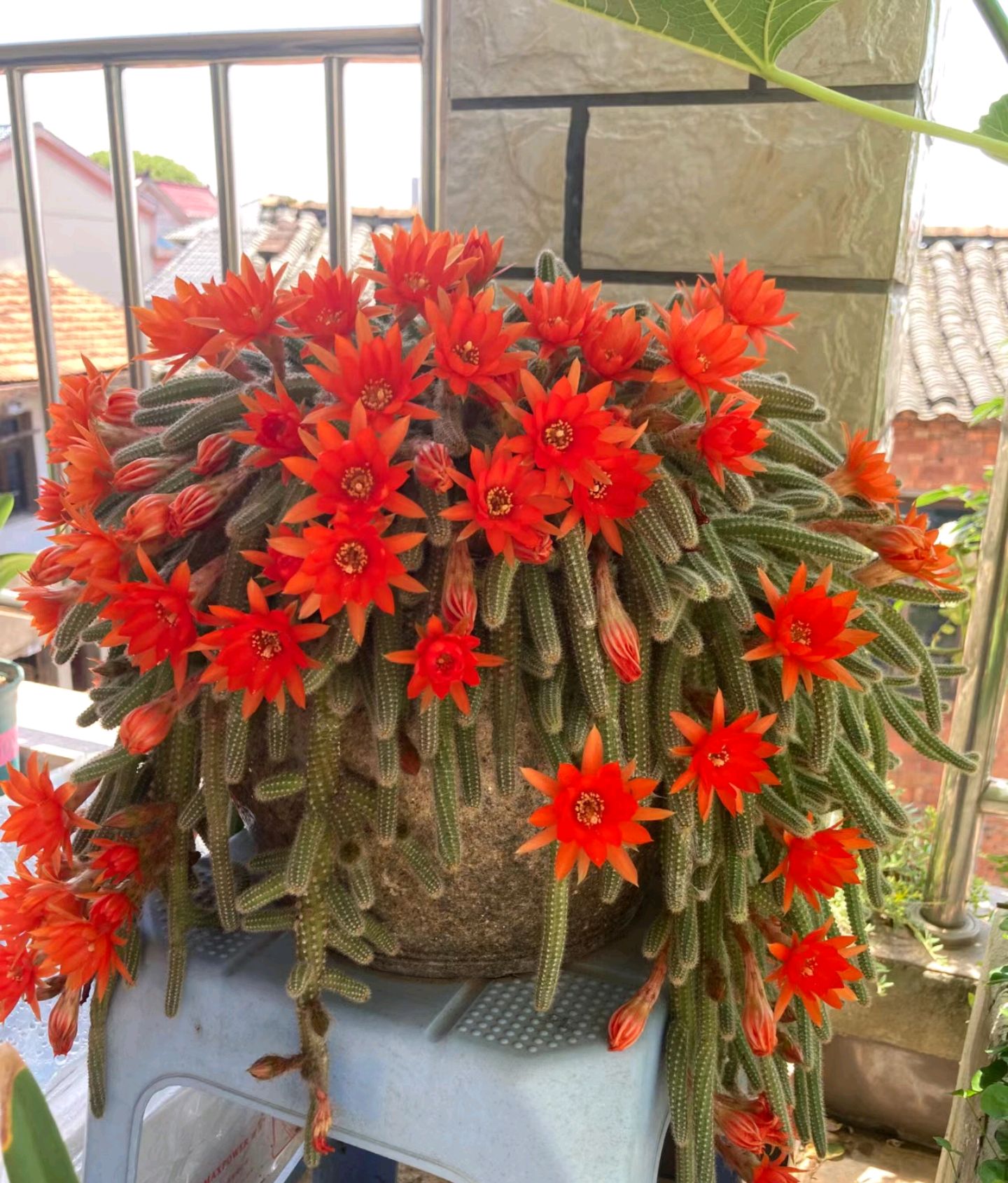 浙江一花友的"仙人棒阳台",那叫一个"漂亮",真的太养眼了!