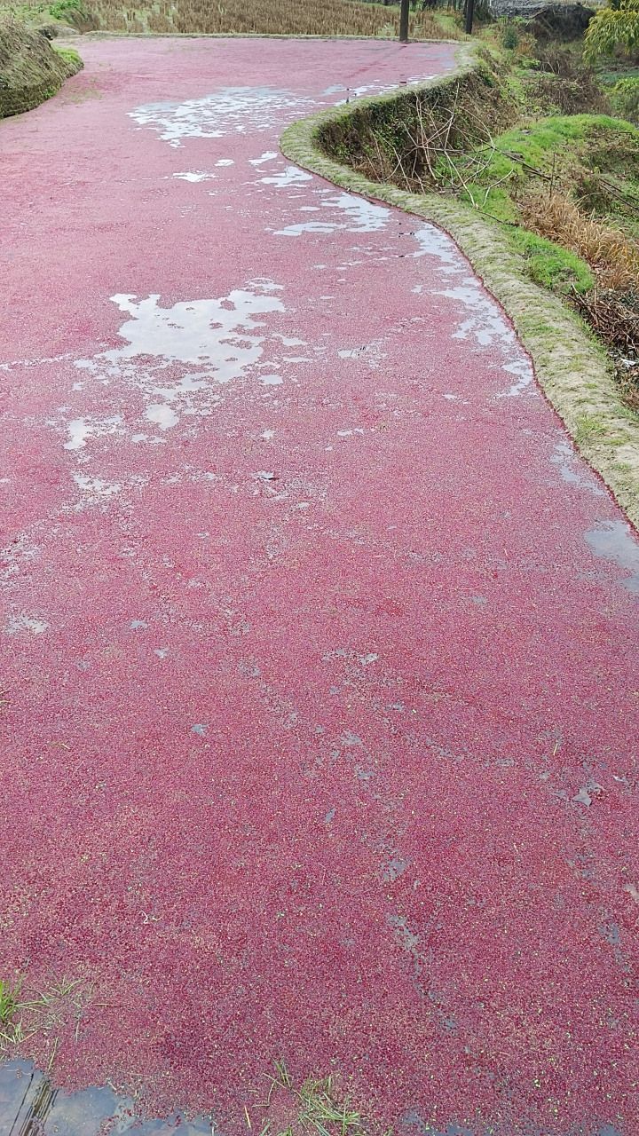 今天下乡在野外看到一大片红浮萍生长在稻田里,还挺好看的.