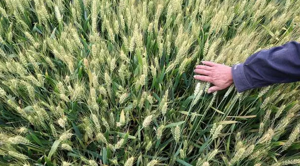 郑麦6687品种介绍