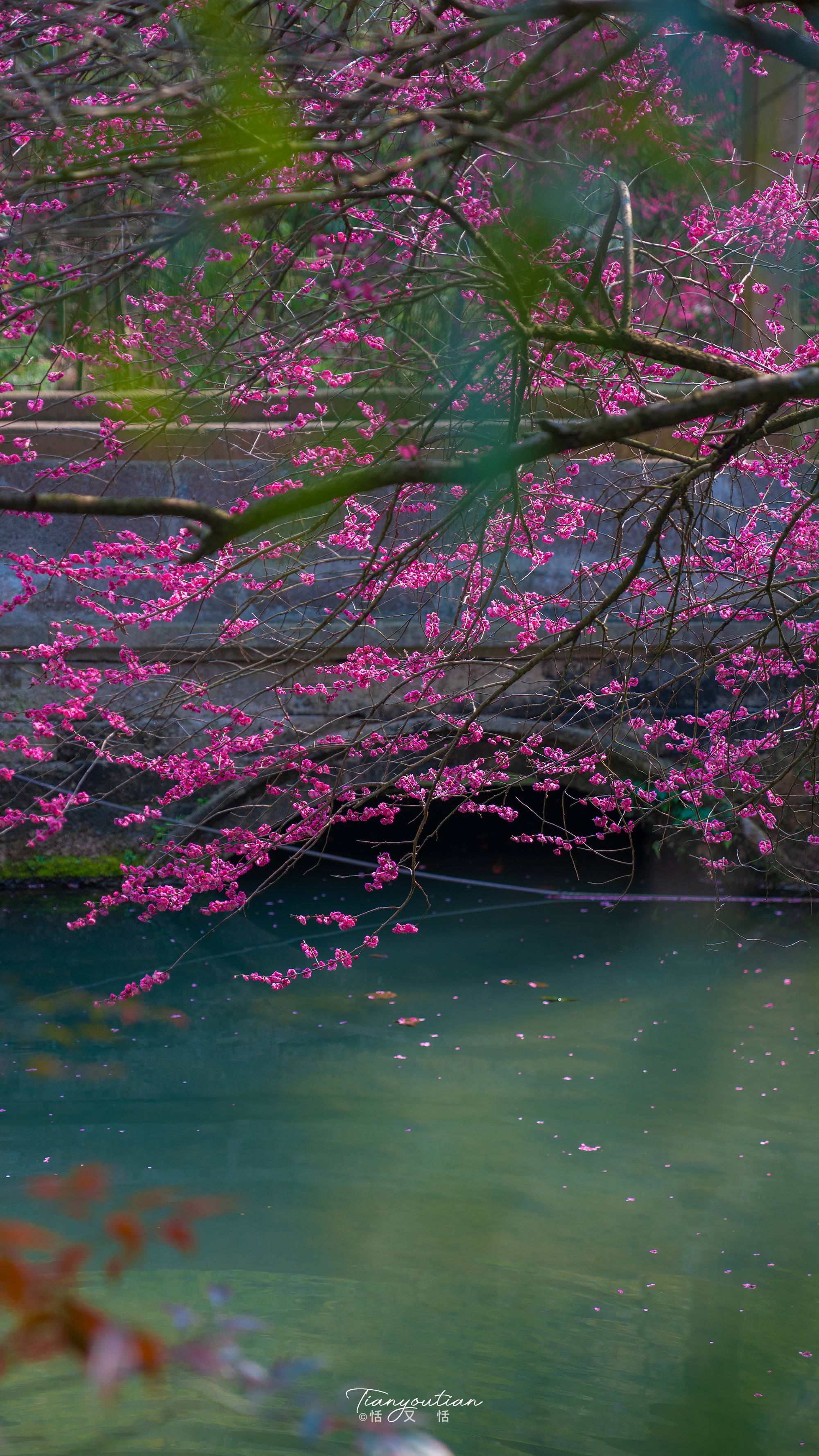 梅花摄影