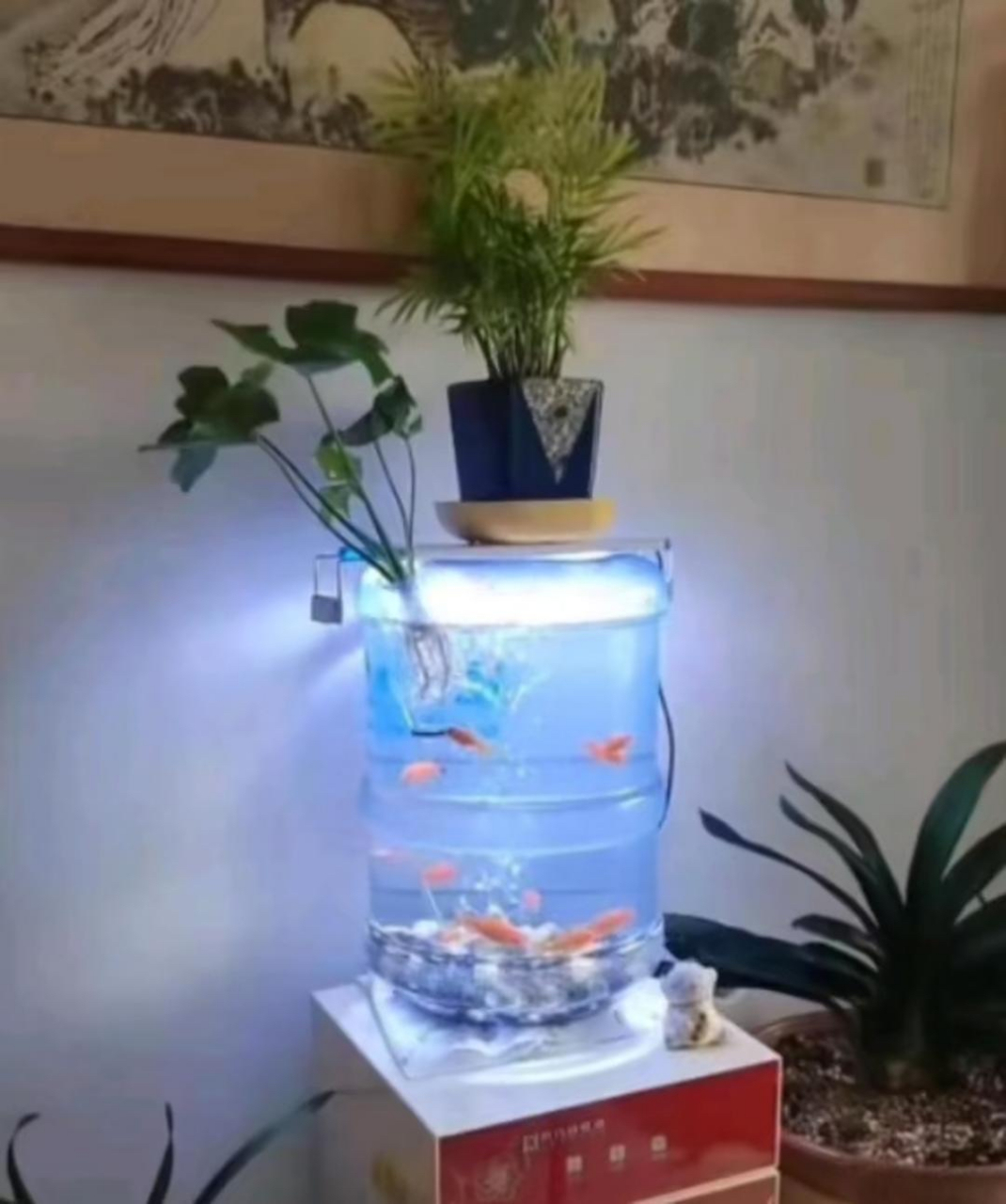 水桶养鱼,也别有一番风味