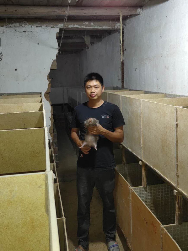 广西平乐县的竹鼠饲养户毛祖钦。