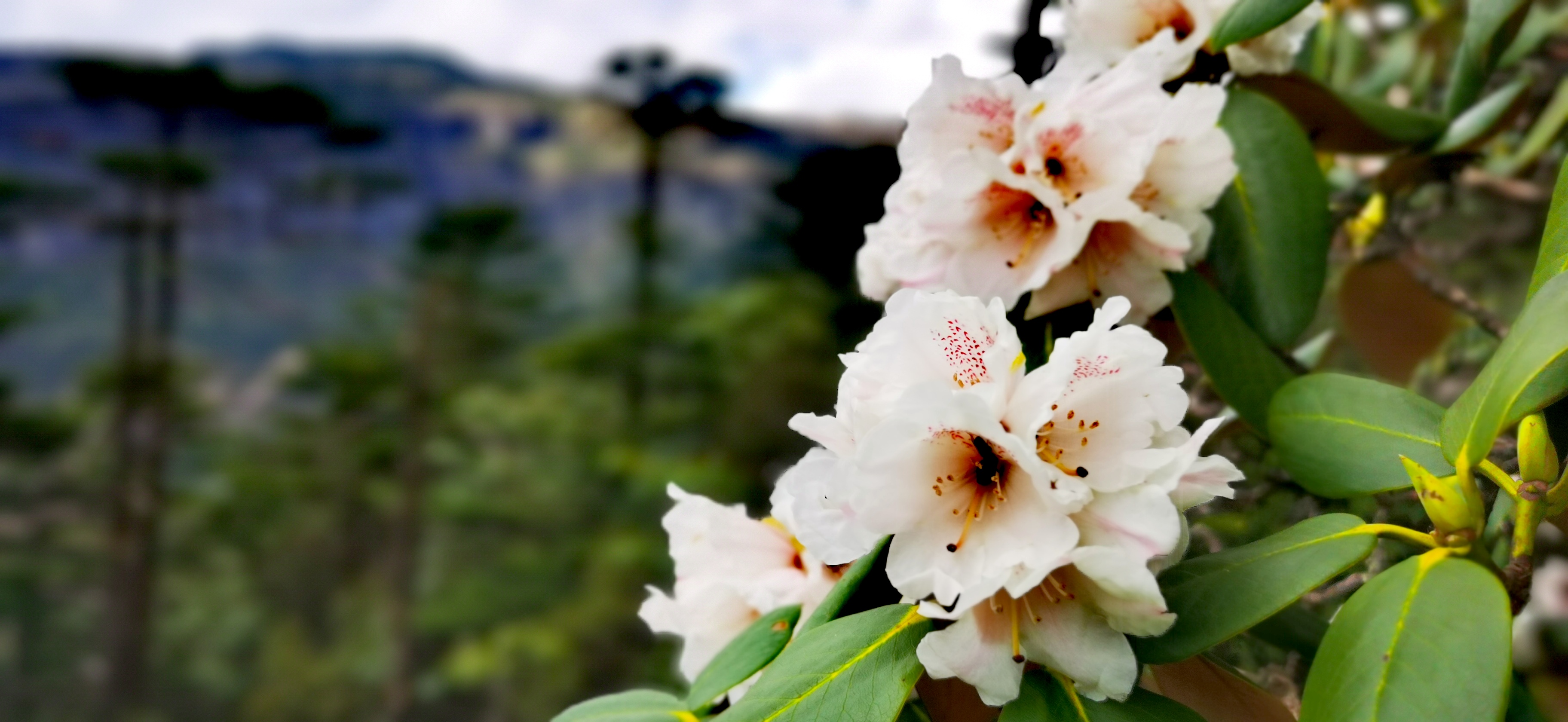 雪山杜鹃花照片图片