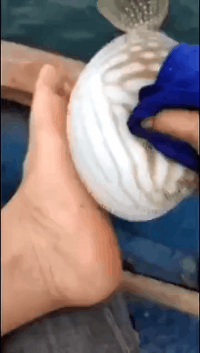 河豚:给你做完足底按摩了,过会放我下水,给你做个足浴呗