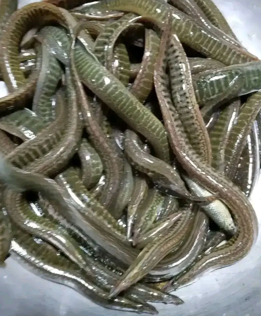 我觉得今天在市场买的3斤泥鳅很不正常,背上还带有刺一不小心就会被