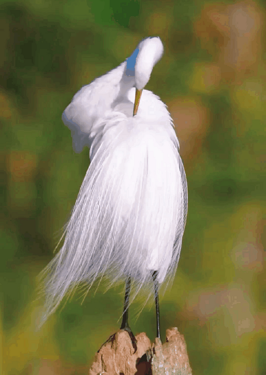漂亮的羽毛是它求偶的武器#鸟# #动物