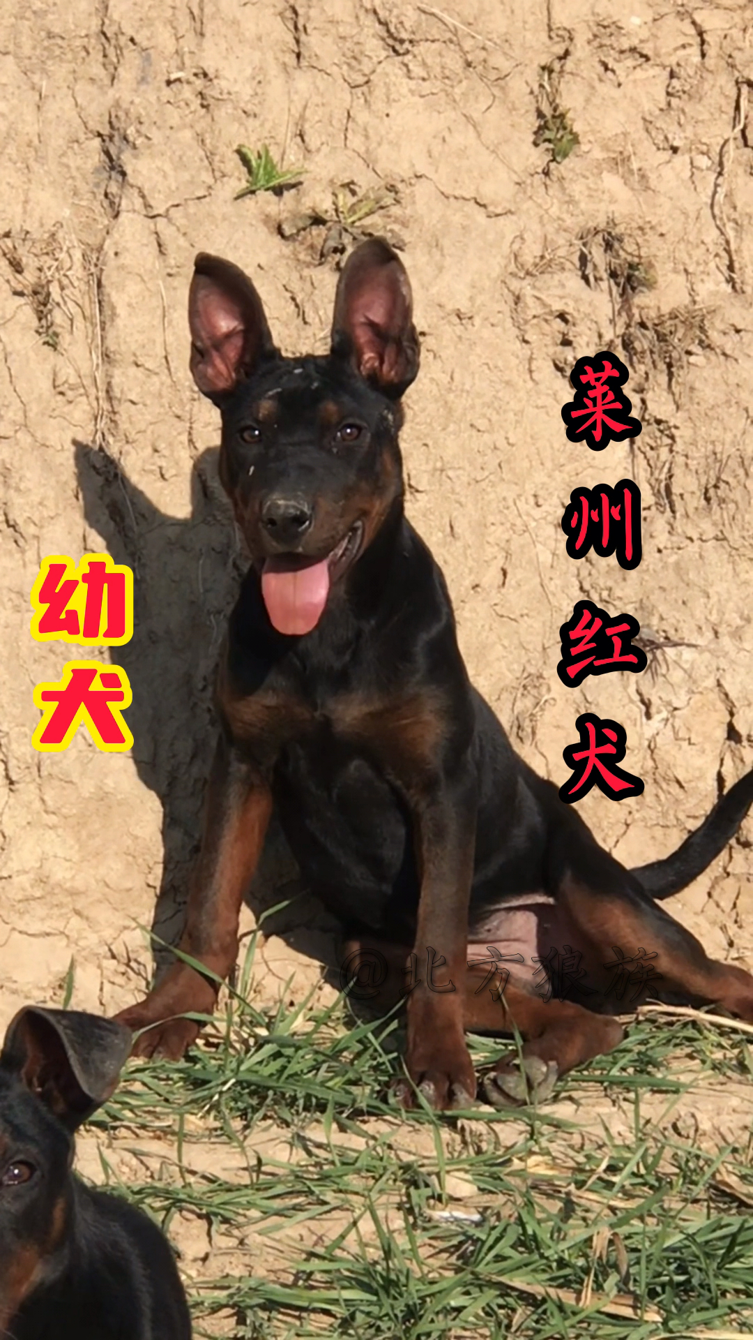 莱州红犬苏联红犬狼犬护卫犬伴侣犬