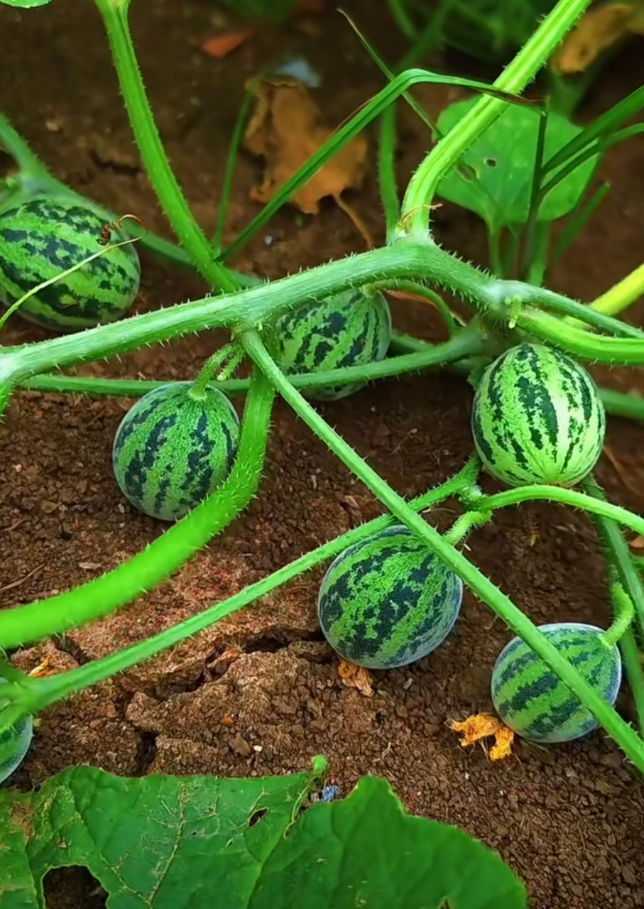 不要看个头,看数量,迷你小西瓜.