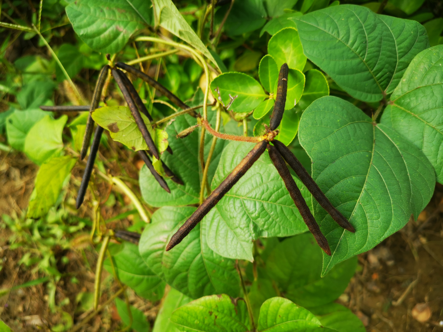 我手中拿的这些深色的豆荚和豆粒就是野绿豆.