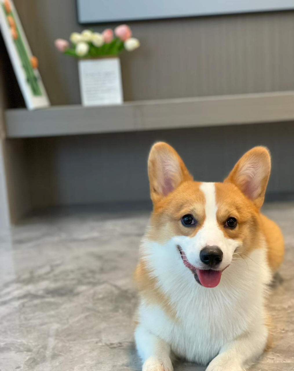 今日份笑脸共享 一起来共享这份微笑吧.嘿嘿!#狗狗