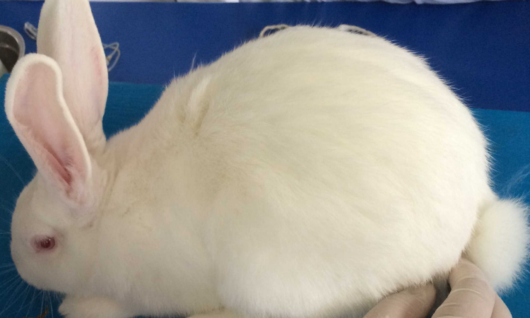 家兔尿量实验报告结果