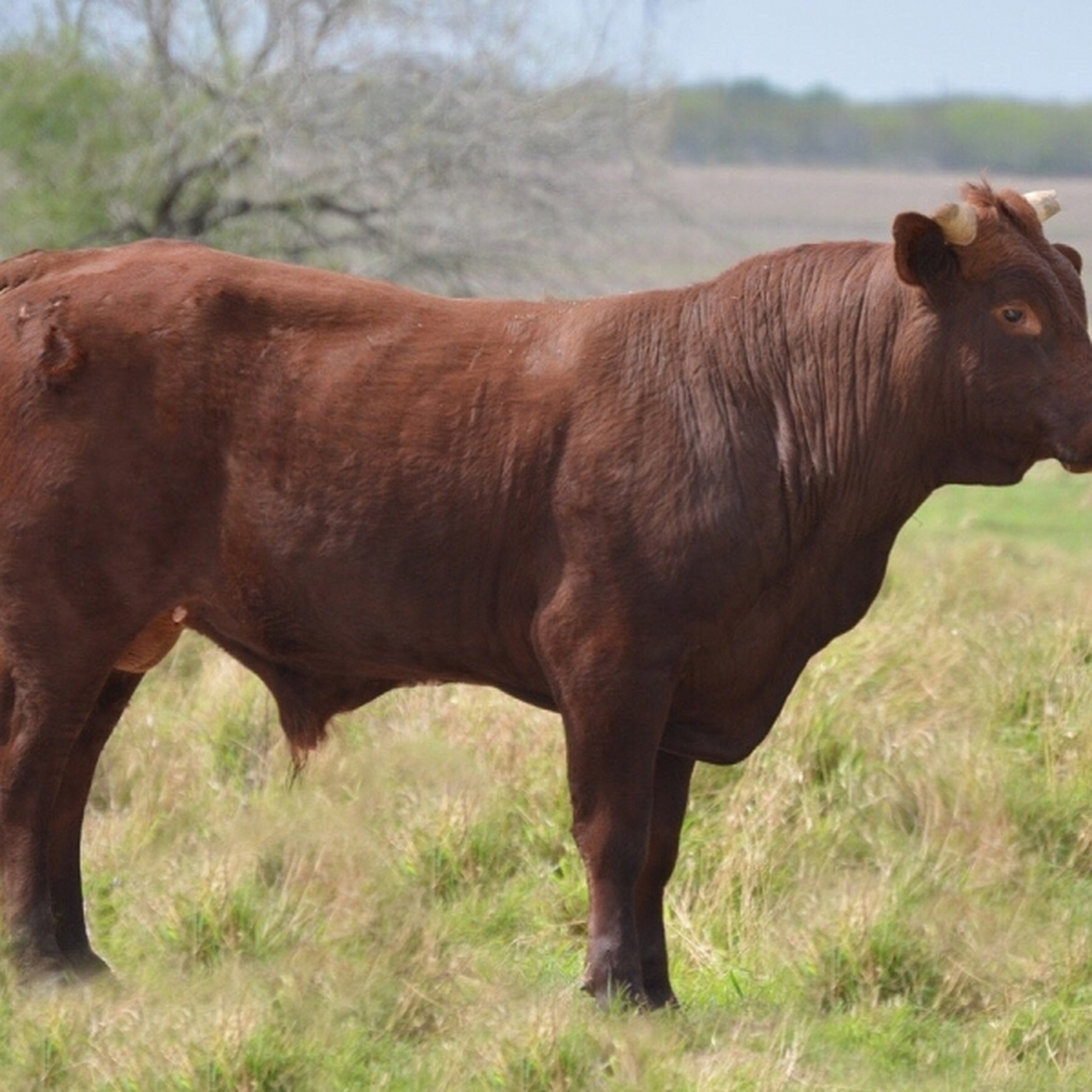 利木赞牛(limousin)原产于法国中部的利木赞高原,并因此得名.