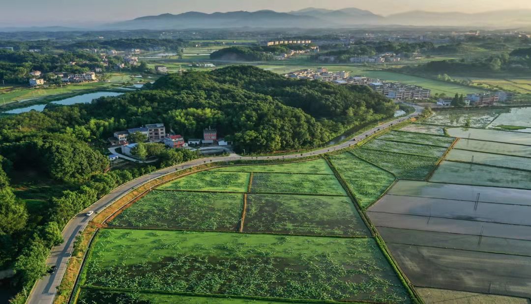 湖北蕲春刘河镇:修通乡村振兴路,百姓生活比蜜甜!