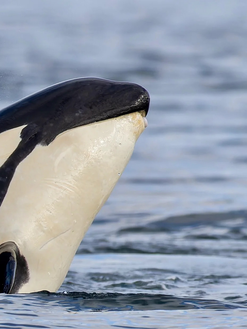 这是一条超凶的小虎鲸!