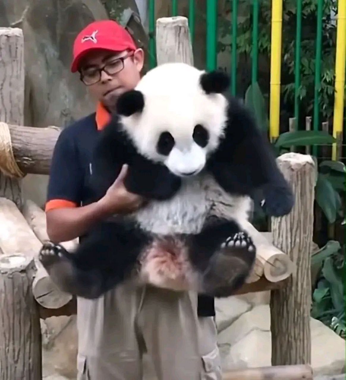 最白的大熊猫暖暖! 如果我说暖暖是最白的大熊猫应该没有人质疑吧!