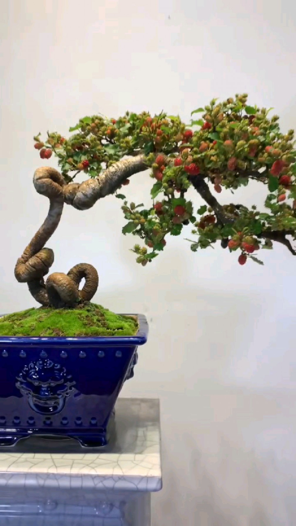 一棵怪桩桑椹,满树果子,即可以观赏还可以吃.