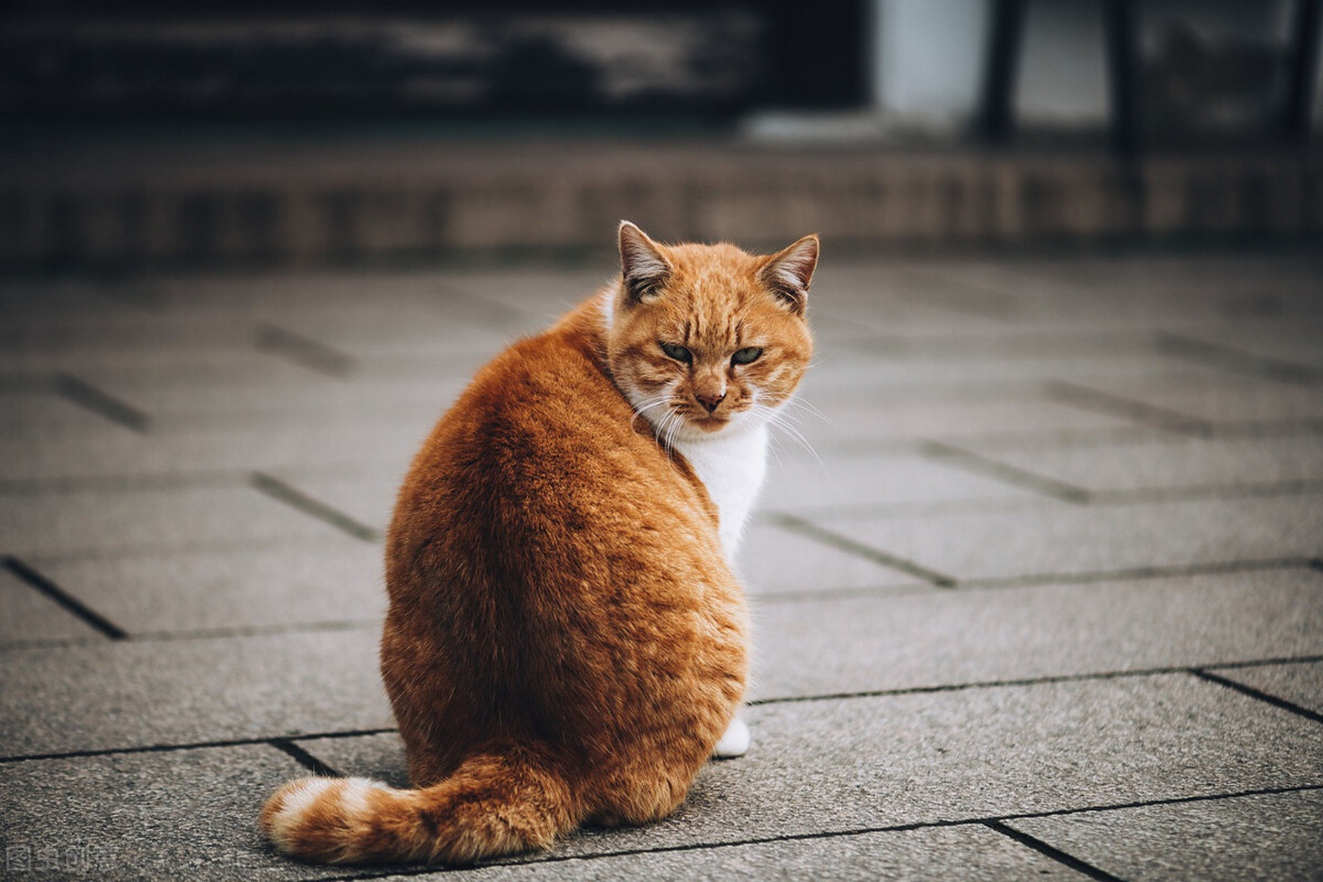 中华橘猫是中国纯种猫之一,俗话说"十只橘猫九只胖,还有一只压倒炕".