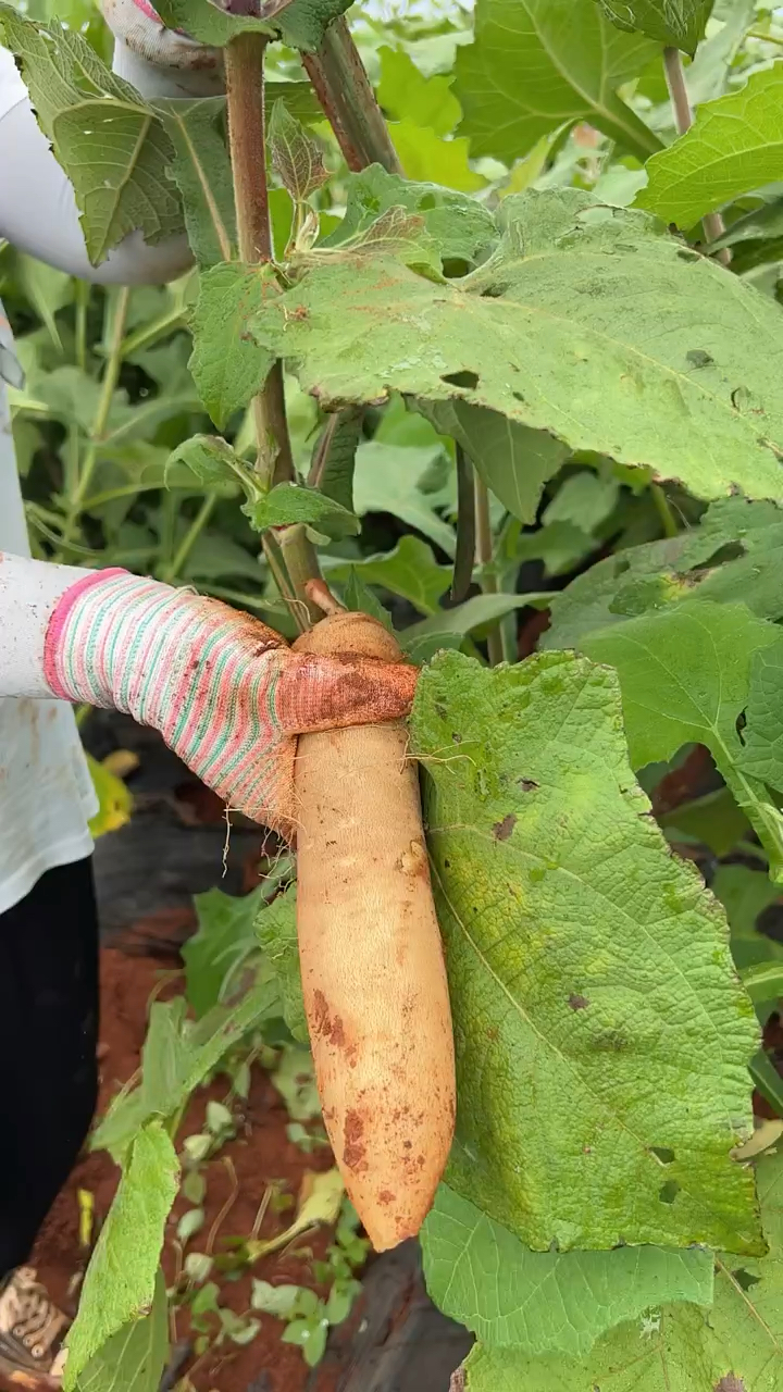 生长在地下的稀有水果,口感好,产量高,遇到了就别错过-度小视