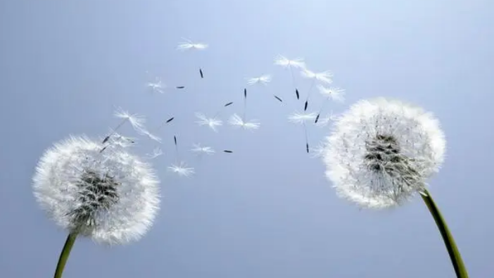 什么是靠风传播种子的