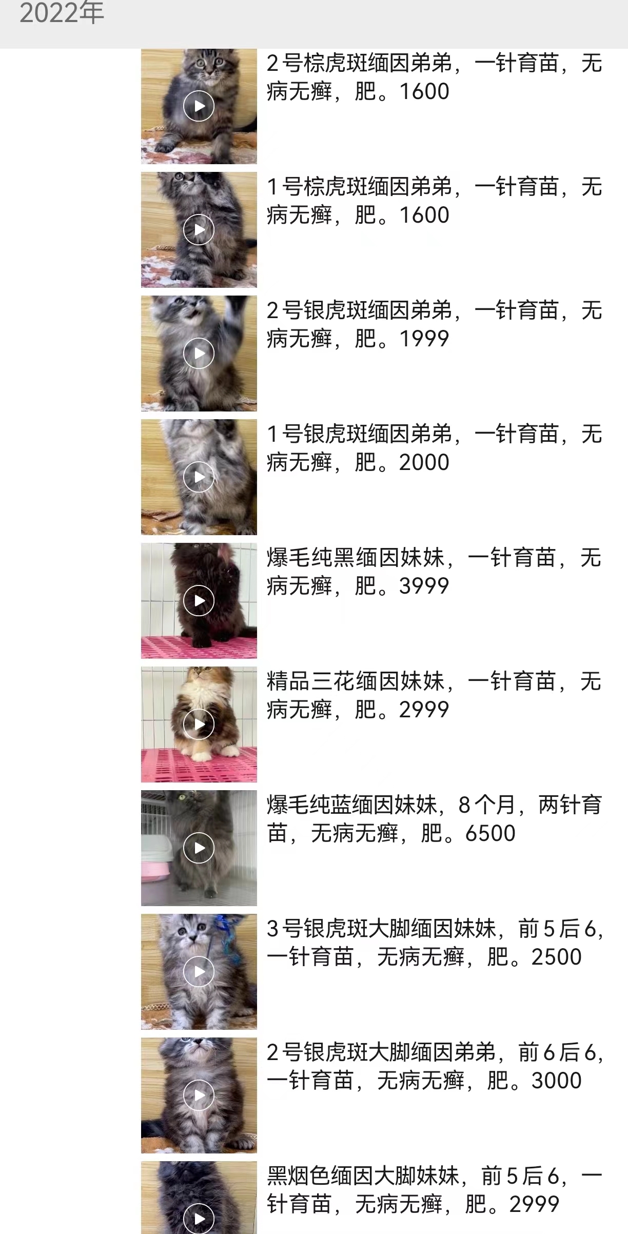 通过6点来鉴别缅因猫品相