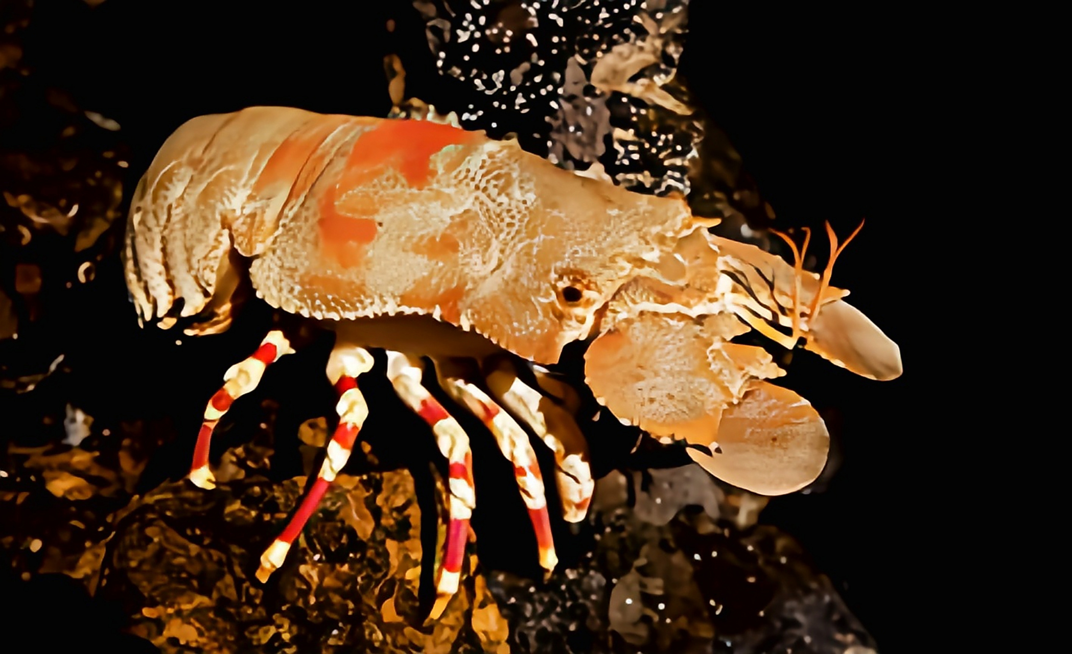 每天认识一种动物——皇北方蝉虾 皇北方蝉虾别名皇家拟平虾,原产于