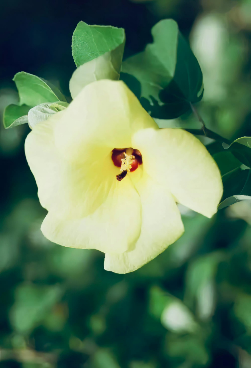 海滨木槿,清新淡雅.