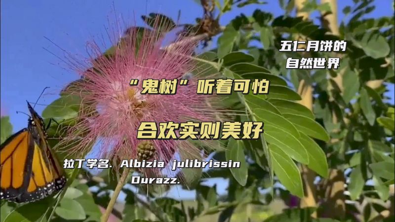 “鬼树”合欢,听着可怕,实则美好,自然,植物,好看视频