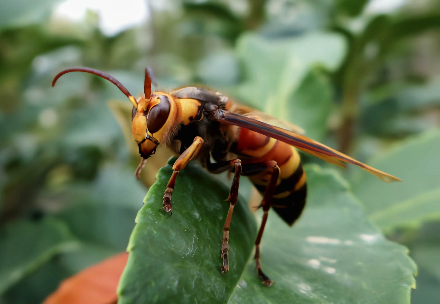 每天认识一种昆虫——大胡蜂 大胡蜂是膜翅目,胡蜂科,黄胡蜂属昆虫.