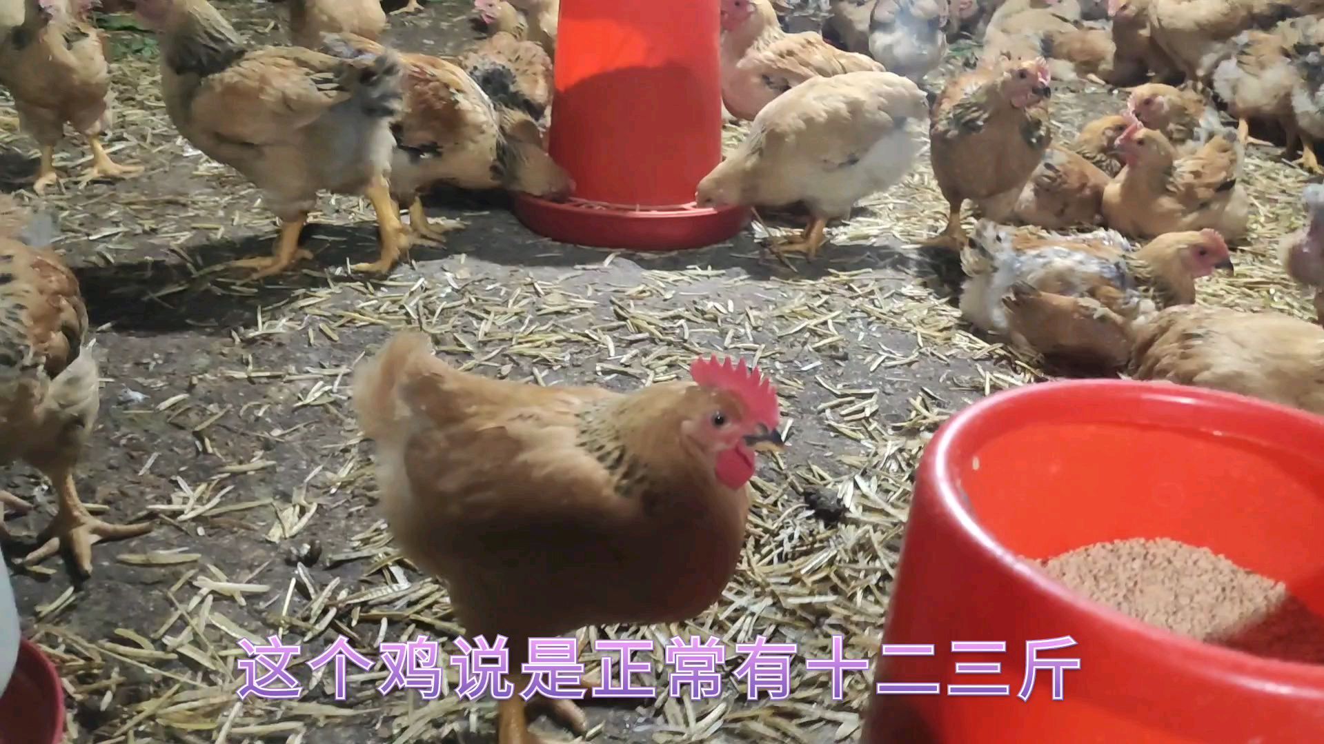 养28天有3斤重的鸡,你知道这是什么品种吗