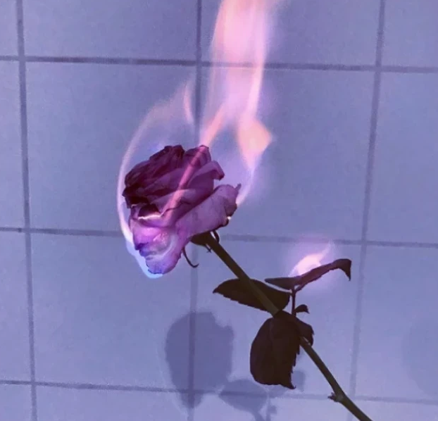 心理测试:选一朵凋谢的玫瑰,测一下你的前任是否还在等你?