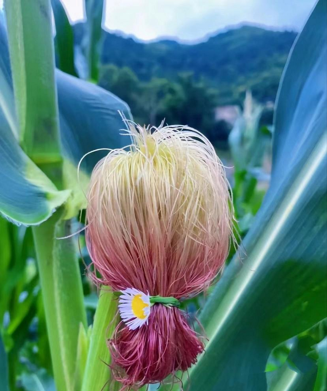 神来之笔,巧夺天工!#趣图搞笑