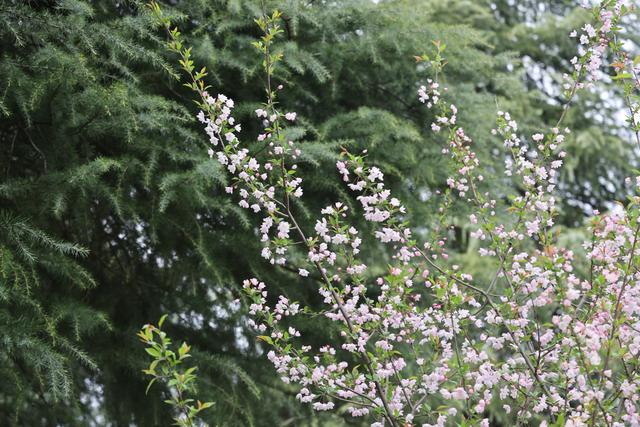 《也无风雨也无晴》 也无风雨也无晴的含义是什么意思